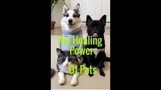 The Healing Power of Pets for Empaths