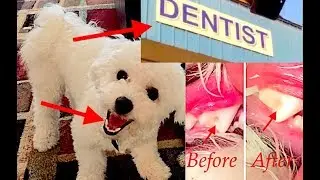 Dentist Fills Dog Cavity on Camera - White Tooth Filling! Dental Animal Care!