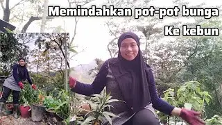 MEMINDAHKAN POT-POT BUNGA DARI RUMAH KE KEBUN 
