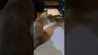 Xerox Meowchine. Need assistance with photocopying? Dipsy, at your service! 😉😺🖨️