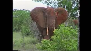 1994 Tsavo East Safari