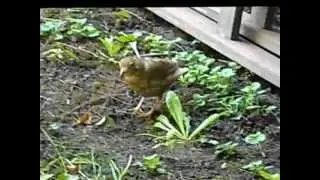 Immature Black Bird (Copenhagen, Denmark)