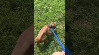 Alana and Polo fence meet