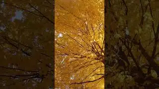 4K Nature Preview 🌳 Breezy Day Under Neon Fall Leaves
