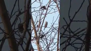 The cool waxbill #birds #birdwiew #watchbirds