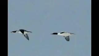 Heading North Today: Two Common Loons, A Canadian Goose And An Egret