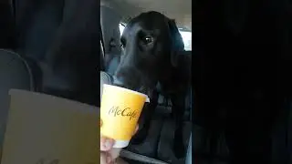 Jupiter getting a sweet treat #dog #dogs #puppy #puppies #cute #funny