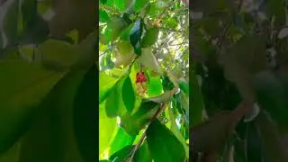 buah buni #fruits