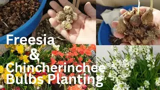 Freesia and Chinchirinchi Flowers Bulbs Planting, Growing Winter flowers from Bulbs #gardening 