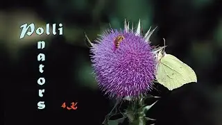 Pollinators and untouched blooming thistle of Carduus nutans, 4K, trilingual
