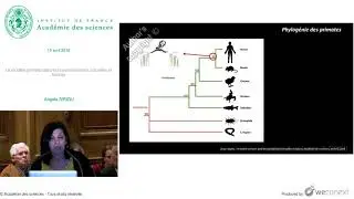 Le mod&egrave;le primate dans les neurosciences actuelles et futures par Angela SIRIGU