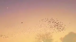 The Heart Sutra, Fire Song