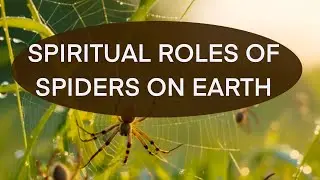 Spiritual Roles of Spiders on Earth