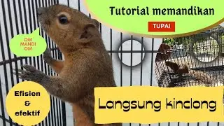 Memandikan dan membersihkan kandang tupai langsung kinclong🐿️✨