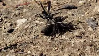 Pompilid Wasp with Paralysized Spider