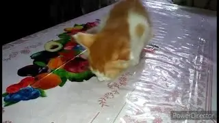 Cuteness Overload! Watch This Baby Cat's First Time Eating Rice