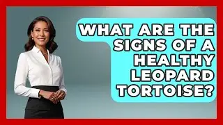 What Are The Signs Of A Healthy Leopard Tortoise? - Reptilian Wonders