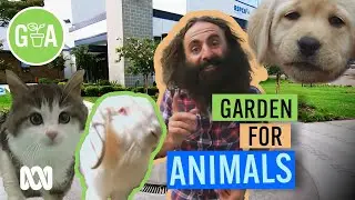 Animal Shelter Garden | Discovery | Gardening Australia