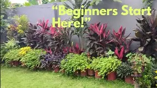 Gardening for Beginners 🌿 | Low Budget Plants That Grow Easily at Home.✅