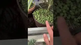 #ImmersionIrrigation #Houseplants #Leachate #NaturalFertilization #Plantfluencer #UzielRuga