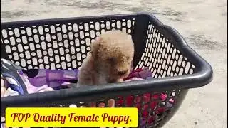 💎 Best quality Toy size poodle female puppy.
