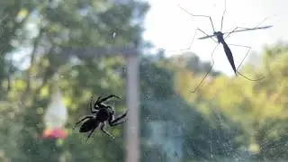 Jumping Spider hunting a Crane Fly