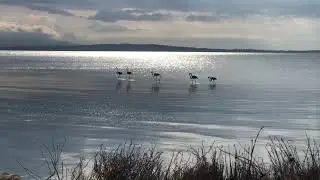 Фламинго в национальном парке Амвракикос