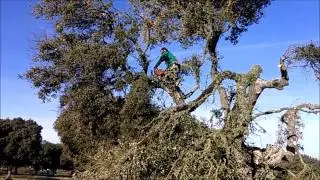 Laureano Hernández, carbonero desmochando encinas