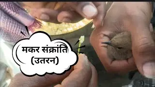 मकर संक्रांति (उतरन)🍀। हमारी परम्परा की एक छोटी सी झलक।#आदिवासी #आदिवासीपरिवार #foryou #explore 