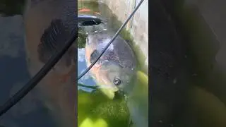 Red belly 3 feet pacu #fish #freshwaterfish #viralvideo #aquarium #pacufish #fyp #shorts #fishlife