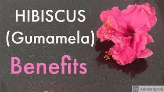 19 December 2020  12 Health benefits of HIBISCUS (GUMAMELA)