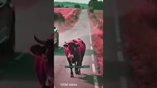 #shorts Cat Pushes Cow in a Shocking Twist | Funny Animal Video #trending #viralshorts #edit
