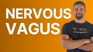 Vagus nervus (blúdivý nerv): Kľúč k relaxu a odolnosti voči stresu