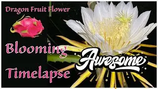 Dragon fruit flower blooming Timelapse |DJI