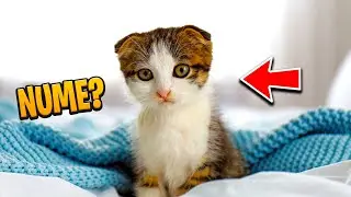 ADOPTAM o NOUA PISICA ? Nume ?