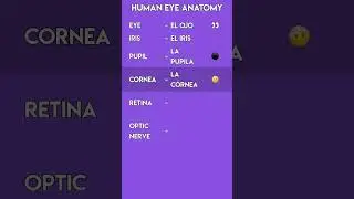 Parts of the Human Eye in Spanish 👀 Anatomy Vocabulary