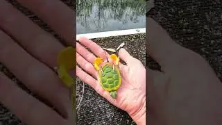 TURTLE??