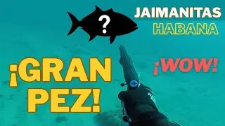 &iexcl;Sorpresa! Gran pez en la canal de Jaimanitas