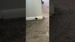 Smart mouse avoids trap #funny #funnyvideo #shorts