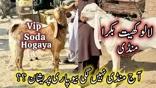 Lalukhet Bakra Mandi Karachi Latest Rares Update | 28 December 2025 | Bakra Mandi Karachi. 