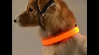Best LED Dog Cat Collar And Leash For Dogs And Cats Pets
