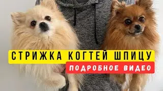 Как шпицу подстричь когти 🐾 Уход за собакой