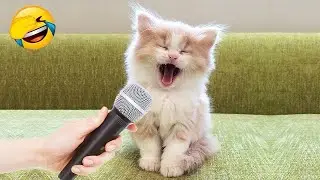 These funny animals will crack you up until you're in tears!🤣
