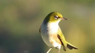 Silvereye - tauhou