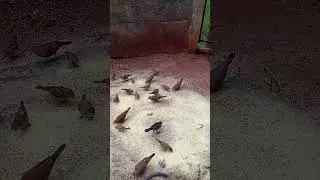 Pássaros Se Alimentando 83
