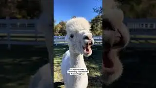 How can you not love our Alapaca group? #alpaca #farmanimals #farmlife #animals #animallover