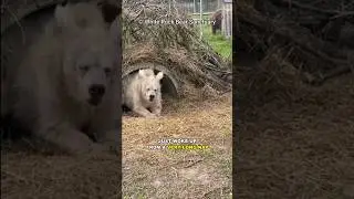 Why Do Bears Hibernate?