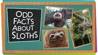 Odd Facts About Sloths
