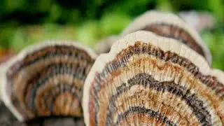 Green Compass: The Power of Functional Mushrooms