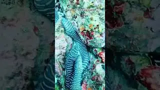 Nest of Moray Eels in Jamaica